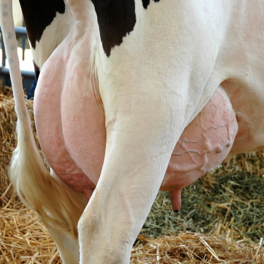 dairy cow