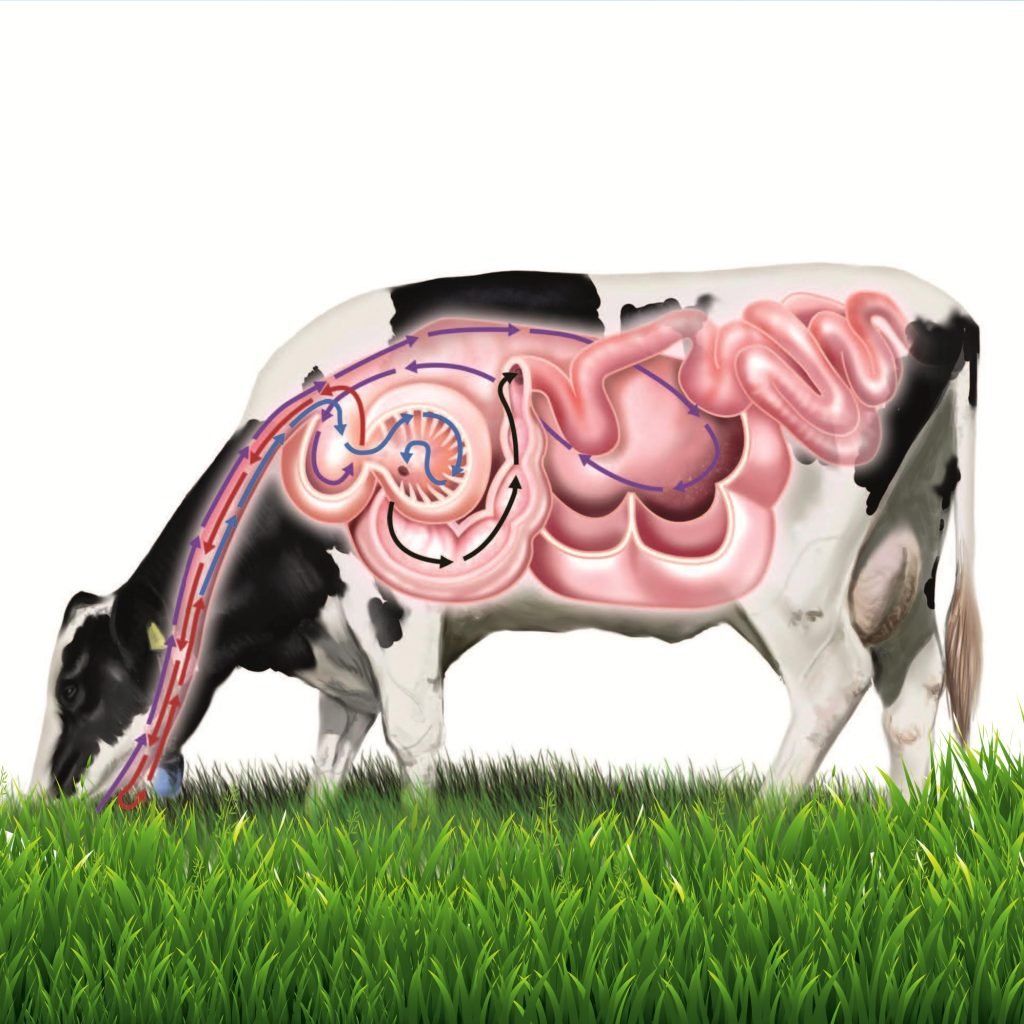 cattle health