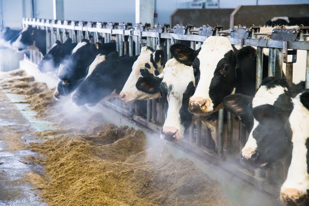 cows